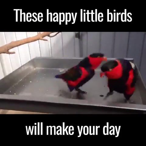 These happy birds will make your day, animals pets.