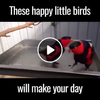 These Happy Birds Will Make Your Day