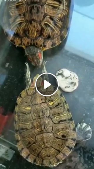 Tough turtle
