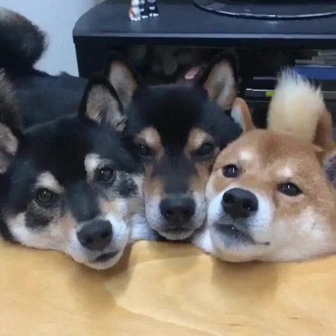 Trinity of snoot lickers, snoot, doggos, dogs, dogs of, mlem mlem, m e i wind moon, 90sflav, youtube, animals pets.