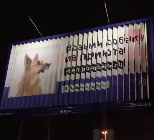 Weird ads, Weird Ads, Animals Pets