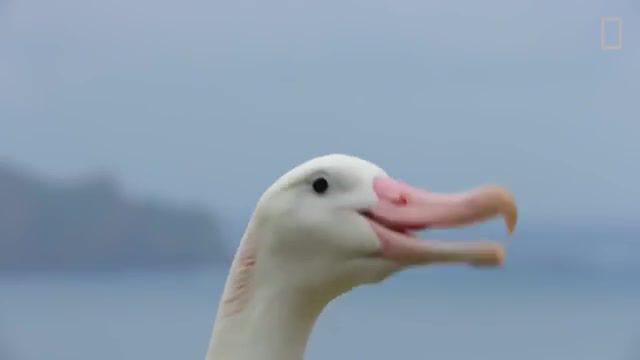 Will smiths in their natural habitat, rewind, youtube, albatross, duck, sound, quack, dolan, dark, youtube rewind, will smith, funny, meme, memes, birds, albatrosses, animals pets.