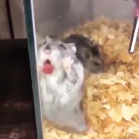 Yoshi in hamster - Video & GIFs | yoshi,mario,hamster,hamsters,unusual,unusual meme,unusual memes,animals pets