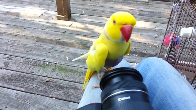 You're famous Really - Video & GIFs | parrot,indian ring neck parakeet,parrot rescue,really,famous,bird,birb,birbs,fun,funny,cute,birb memes,birds,cockatoo,speak,funny moments,animals pets