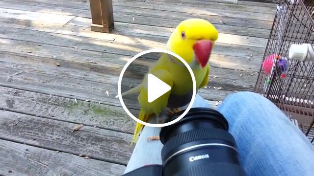 You're famous really, parrot, indian ring neck parakeet, parrot rescue, really, famous, bird, birb, birbs, fun, funny, cute, birb memes, birds, cockatoo, speak, funny moments, animals pets. #0
