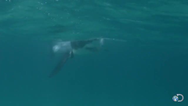 Baby great white sharks, shark week, discovery channel, great white matrix tv show, great white shark, white pointers, tiny great whites, baby sharks, great white matrix, shark attacks, shark behavior, shark tv shows, nature documentary, animals pets.