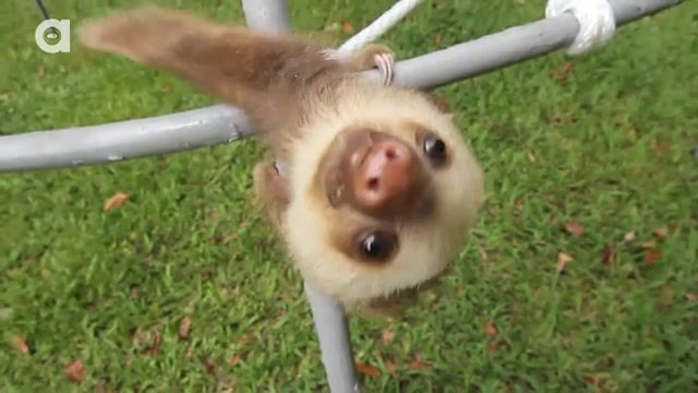 Baby sloth eeeaaaahh, sloth, animal, cute, baby, baby yoda, wild, funny, eehhaaa, lol, animals, pets, car, animals pets.