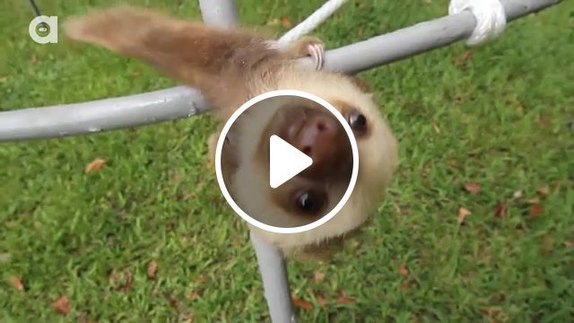 Baby sloth eeeaaaahh, sloth, animal, cute, baby, baby yoda, wild, funny, eehhaaa, lol, animals, pets, car, animals pets. #0