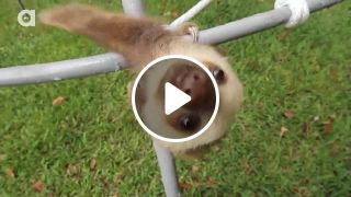 Baby Sloth EEEAAAAHH