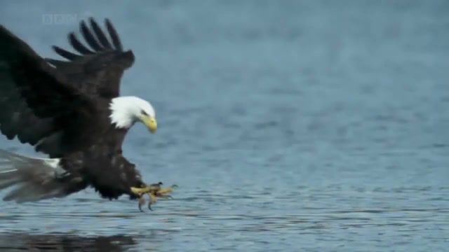 Bald headed eagle catches salmon, eagle, fish, salmon, catch, hd, animals pets.