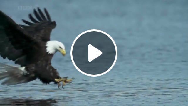Bald headed eagle catches salmon, eagle, fish, salmon, catch, hd, animals pets. #0