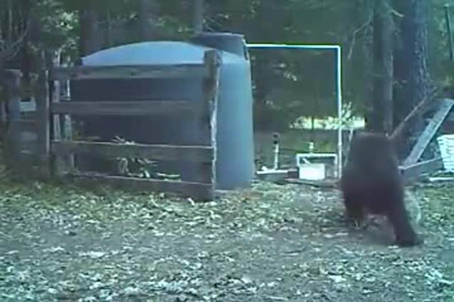 Bear gets hit in the nuts, animal, wild, hurt, nuts, pain, funny, like, enjoy, animals pets.
