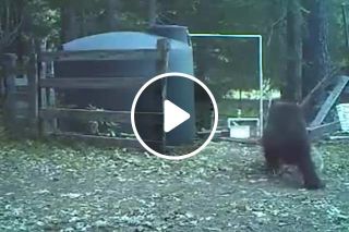 Bear gets hit in the Nuts