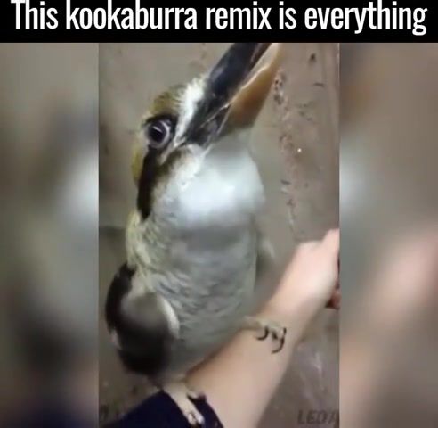 Best Dubstep Bird Remix, Animals Pets