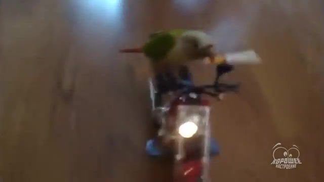 Biker Parrot Edition