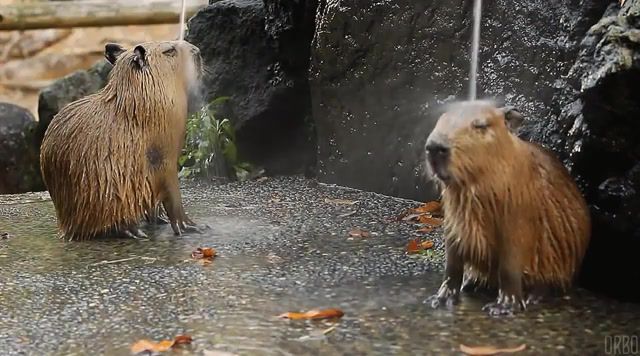 Capybaras take a shower d, eleprimer, animals, water, rain, loop, cinemagraphs, cinemagraph, music, beat, deep, house, live pictures.