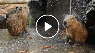 Capybaras take a shower d