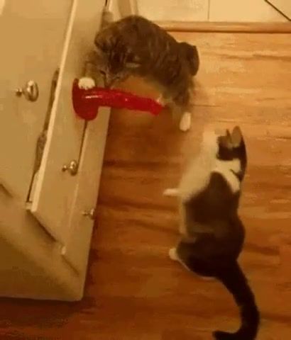 Cat fight, Animals Pets