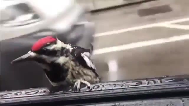 Cheeky woodpecker hitches ride through downtown chicago, chicago, downtown, ride, hitches, woodpecker, cheeky, animals pets.