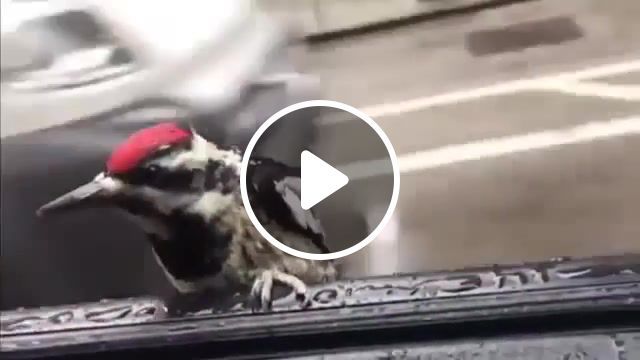 Cheeky woodpecker hitches ride through downtown chicago, chicago, downtown, ride, hitches, woodpecker, cheeky, animals pets. #0