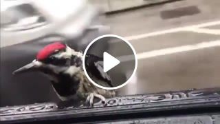 Cheeky woodpecker hitches ride through downtown Chicago