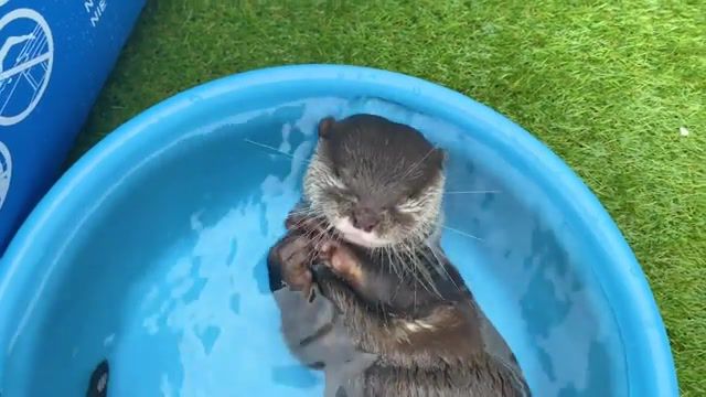 Cute otter kotaro taking a bath, otter, pet, animal, otter kotaro, exotic animal, pool, animals pets.
