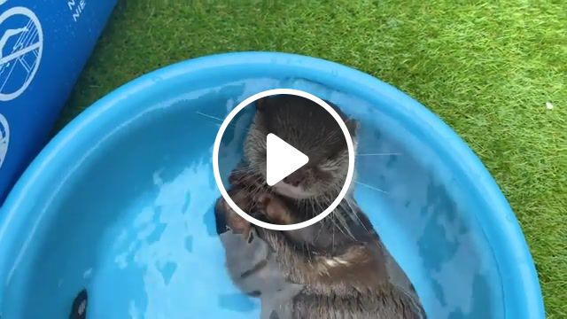 Cute Otter Kotaro Taking A Bath, Otter, Pet, Animal, Otter Kotaro, Exotic Animal, Pool, Animals Pets.