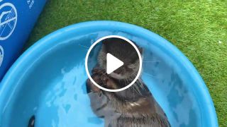 Cute otter kotaro taking a bath