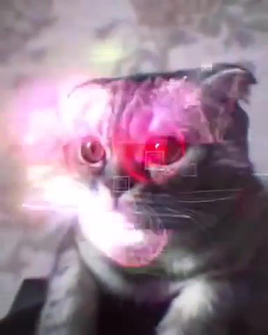 Cybercat, Cat, Cats, Cats Funny, Cyberpunk, Cyberpunk Trailer, Spoiler, Hyper, Hyper Spoiler, Ar, Alternative Reality, Vr, Virtual Reality, Animals Pets