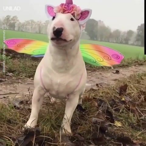 Dog - Video & GIFs | dog,funny cosplay,unikornis,mika relax take it easy,animals pets