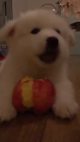 Dog eats apple asmr, animals pets.