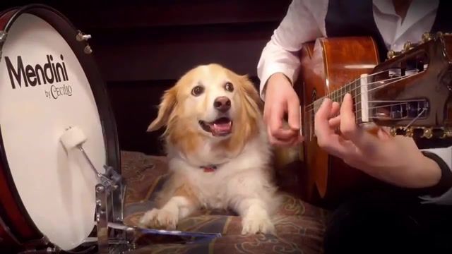 Dog guitar new year, dog, guitar, new year, song, funny, smile, cute, animals pets.