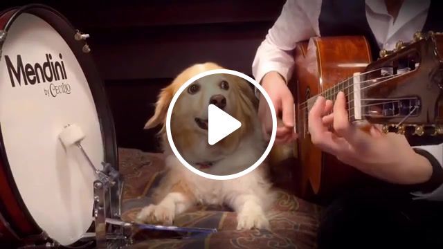 Dog guitar new year, dog, guitar, new year, song, funny, smile, cute, animals pets. #0