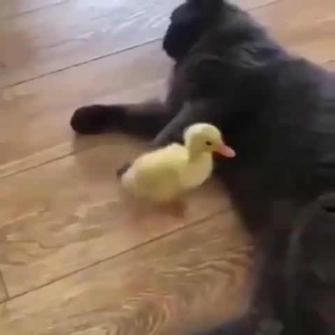 Duckling and cat - Video & GIFs | duckling and cat,cat,duckling,duck,animals pets