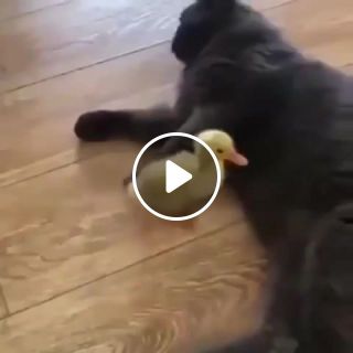 Duckling and cat