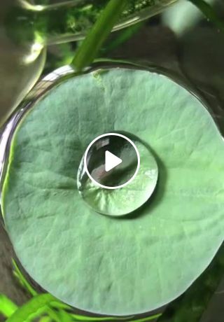 Fishy accidentally trapped