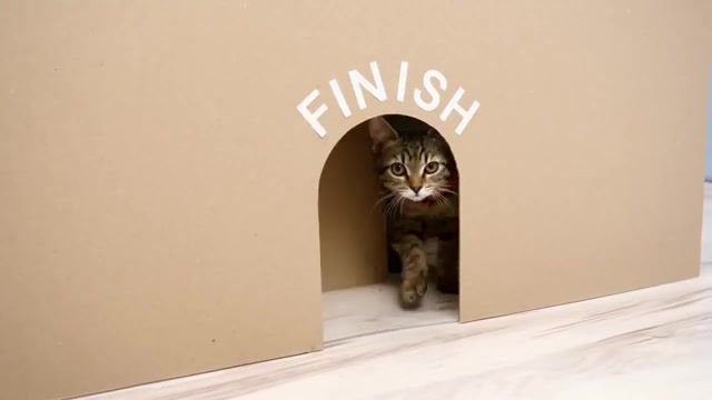 GIANT Maze Labyrinth for Cat Kittens. Can they EXIT, Cat, Kitten, Cardboard, Labyrinth, Maze, How To Make, Experiment, Funny Cat, Cats Maze, Exit Maze, Pet Learning, Pet Tricks, Developing Game, Kitten Game, Cat Game, Creative, How To Build, Cardboard Diy, Spatial Training, Happy Kitten, Animals Pets
