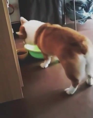 Look what's he doing, dogs, funny dogs, funny vines, cuteanimalshare, animals, pets, animals pets.