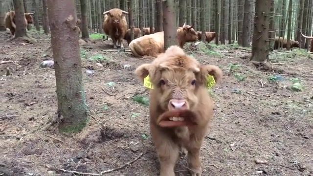 MOO b h, Moo, Cows, Funny Cows, Funny Animals, Talking Cows, Funny, Adorable, Cute, Pet, Pets, Fun, Silly, Cute Animals, Funny Dogs, Animals, Markiplier, Animals Pets