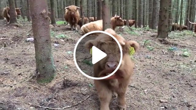 Moo b h, moo, cows, funny cows, funny animals, talking cows, funny, adorable, cute, pet, pets, fun, silly, cute animals, funny dogs, animals, markiplier, animals pets. #0