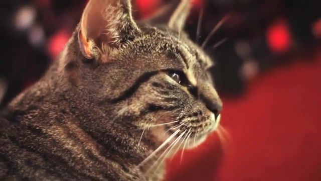 Music - Video & GIFs | music,funny cats,cat fight,cat fails,cat,animals,funny,funny moments,animals pets