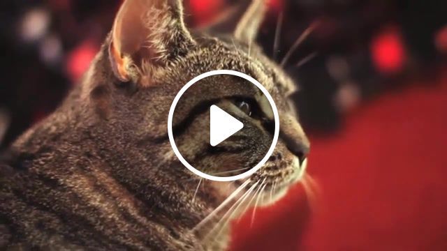 Music, music, funny cats, cat fight, cat fails, cat, animals, funny, funny moments, animals pets. #0