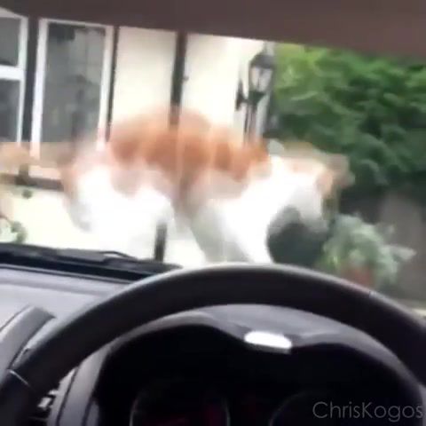 Music at it's peak, careless whisper, music, remix, funny, wham, saxophone, george michael, cat car horn, meme, compilation, guy scares cat with car horn, animals pets.