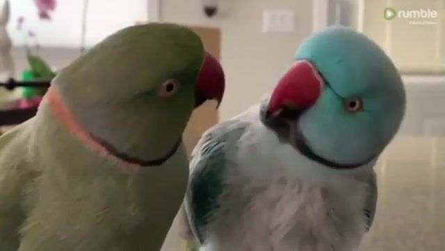 Parrot brothers adorably talk to each other - Video & GIFs | viral,funny,funny animals,animal,funny and cute animals,parrot,funny parrots,animals pets
