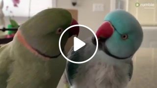 Parrot brothers adorably talk to each other