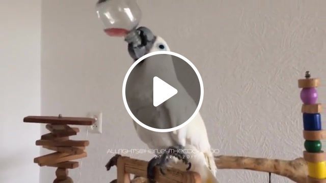 Parrot on thin ice, cockatoo, birds, parrot, pets, birthday, party, drinking, vodka, iur dre, thug life, slyfox, snoop doggy dogg, animals pets. #0