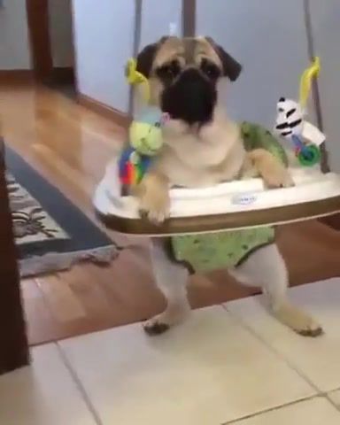 Pug Low, Get Low, Pug, Animal, Funny, Cute, Aww, Dog, Doggy, Puppy, Dance, Asian, Kitten, Lil Jon, Eastside Boys, Nfs, Need For Speed, Animals Pets