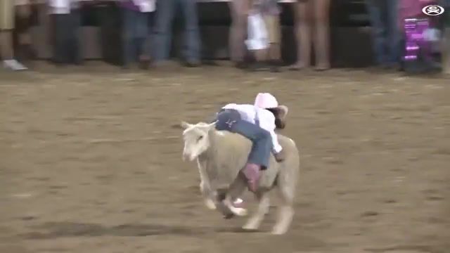 Rodeo on sheep, not really sure about this, rodeo on sheep, pink floyd sheep, extreme sport, extreme, fanny, synchron, animals pets.