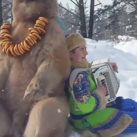 Russian chill out zone, russian chill out zone, russia, russian, bear, harmonica, winter, it'smylife, anormaldayinrussia, a normal day in russia, animals pets.