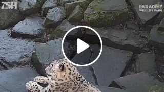 Scared snow leopard